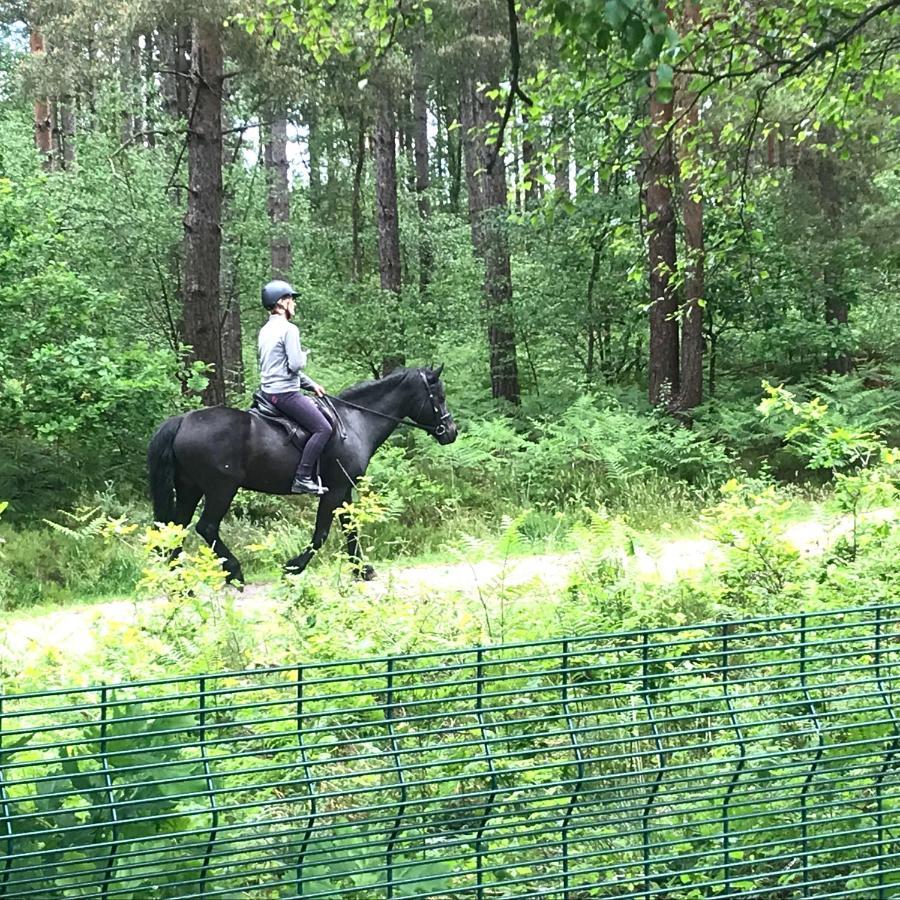 Forest View At Oakdene Forest Park - Leisure Passes Included! リングウッド エクステリア 写真