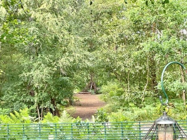 Forest View At Oakdene Forest Park - Leisure Passes Included! リングウッド エクステリア 写真