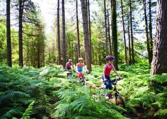 Forest View At Oakdene Forest Park - Leisure Passes Included! リングウッド エクステリア 写真